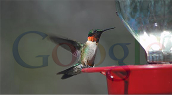 Google colibri